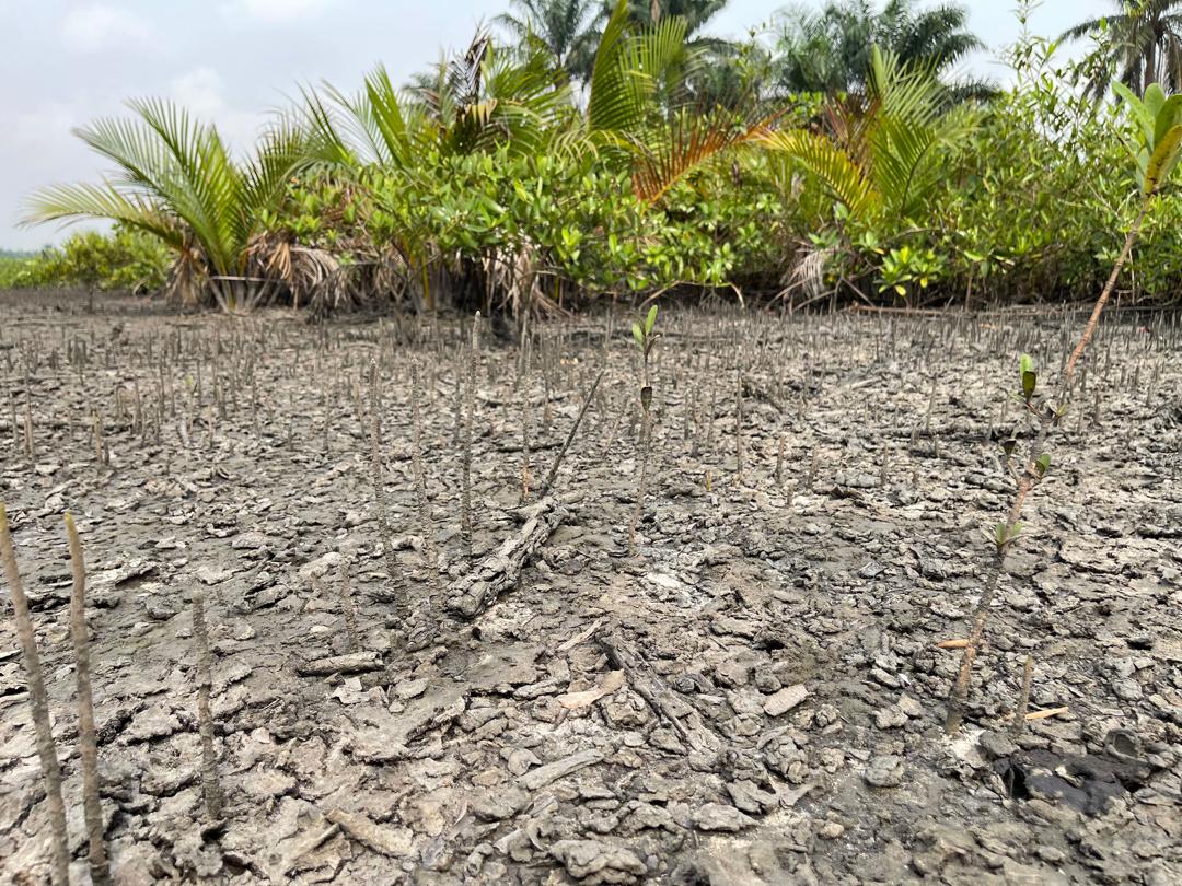 Socio-Environmental Assessment of Oil Extraction and Remediation in Ogoni Land